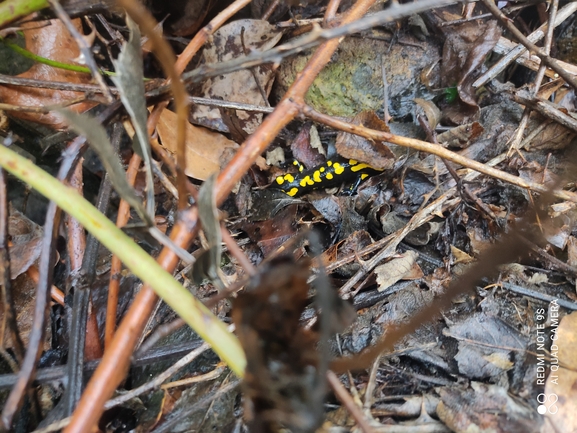 Salamandra infraimmaculata  photographed by רמדאן עיסא 