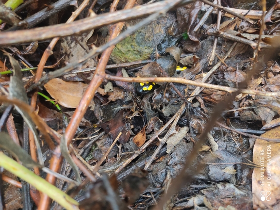 Salamandra infraimmaculata  photographed by רמדאן עיסא 