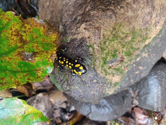 Salamandra infraimmaculata  photographed by רמדאן עיסא 