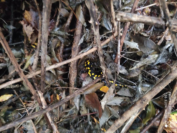 Salamandra infraimmaculata  photographed by רמדאן עיסא 