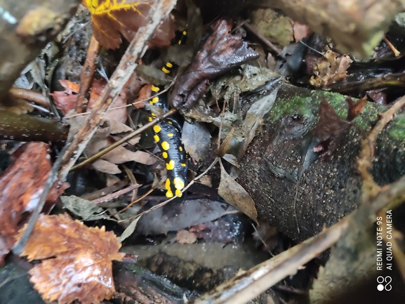 Salamandra infraimmaculata  photographed by רמדאן עיסא 