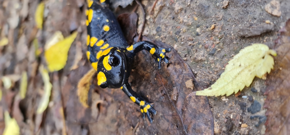 Salamandra infraimmaculata  photographed by עופר שנער 