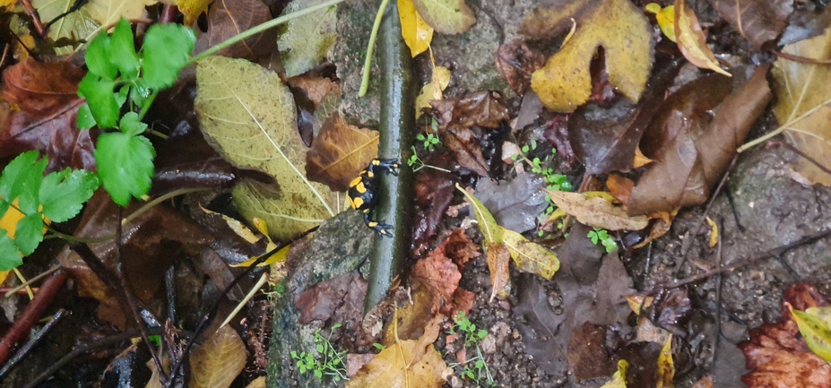 Salamandra infraimmaculata  photographed by עופר שנער 