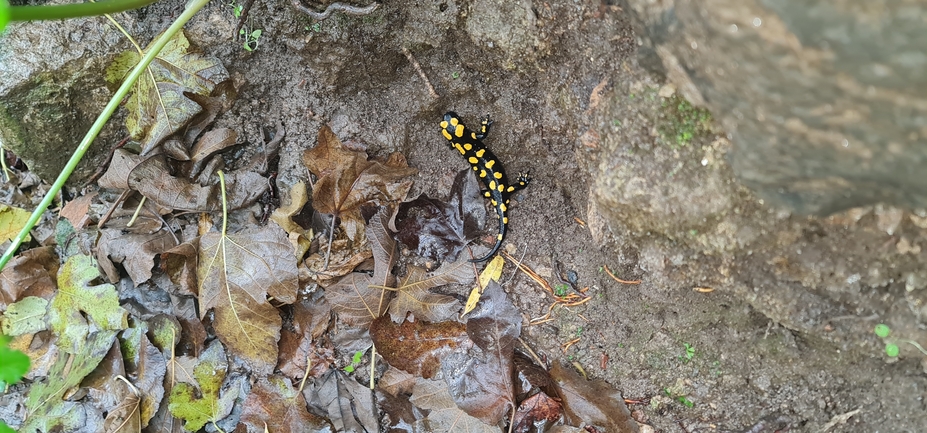 Salamandra infraimmaculata  photographed by עופר שנער 