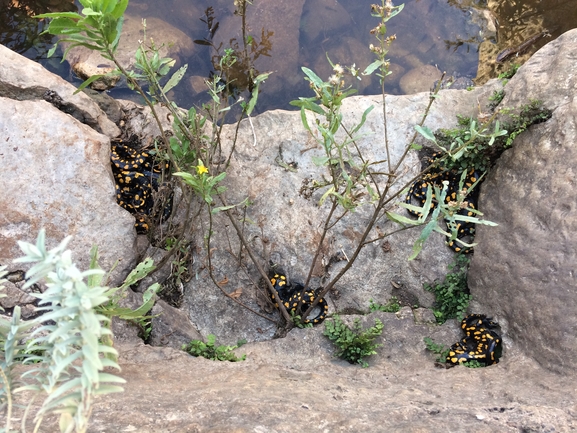 Salamandra infraimmaculata  