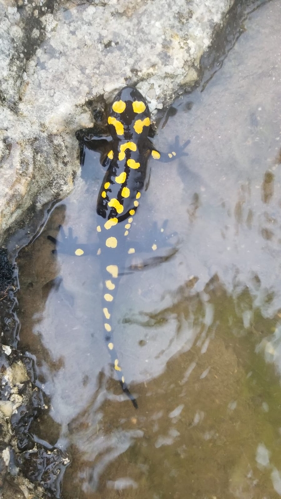 Salamandra infraimmaculata  