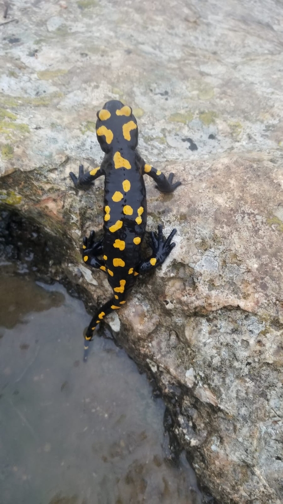 Salamandra infraimmaculata  