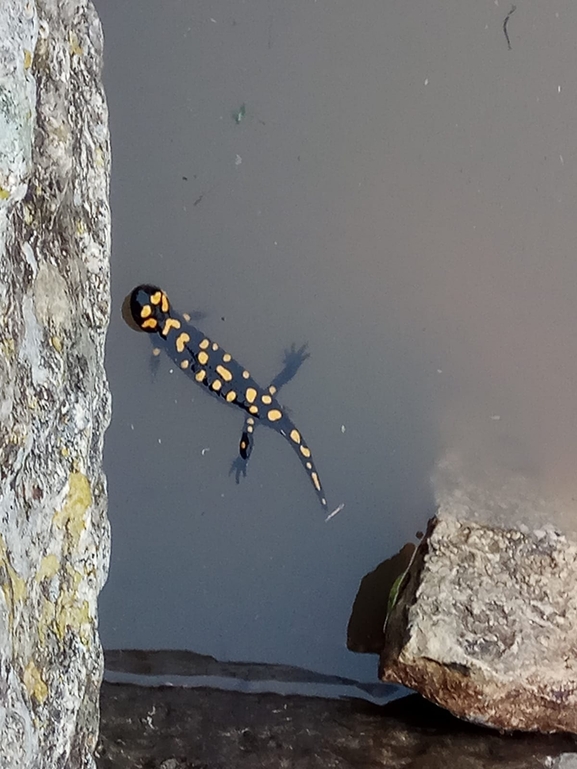 Salamandra infraimmaculata  