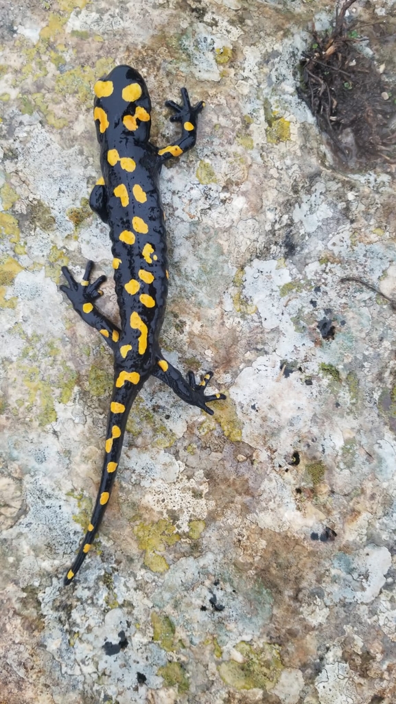 Salamandra infraimmaculata  