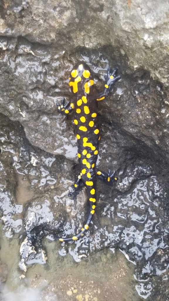 Salamandra infraimmaculata  