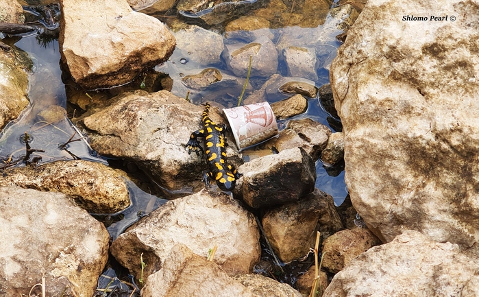 Salamandra infraimmaculata  