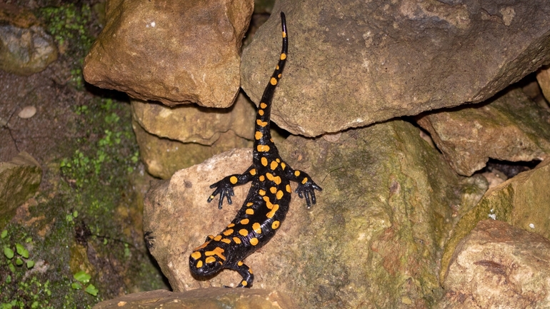 Salamandra infraimmaculata  