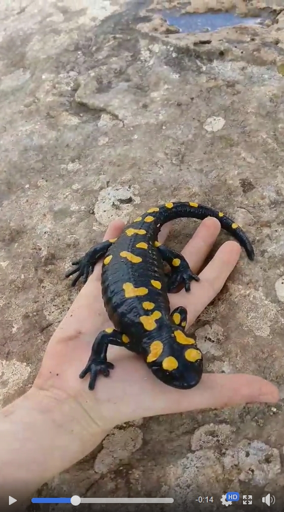 Salamandra infraimmaculata  