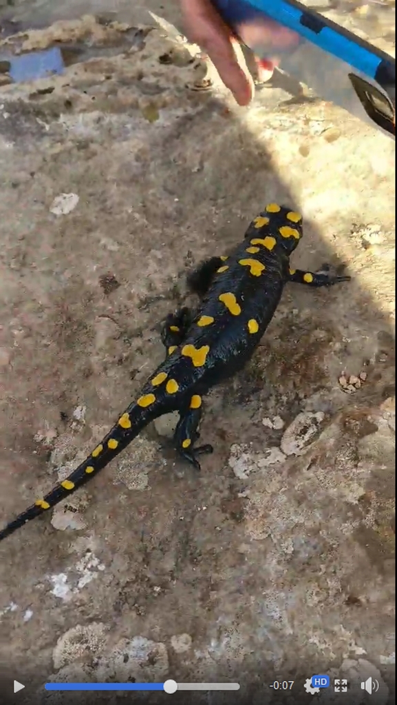 Salamandra infraimmaculata  