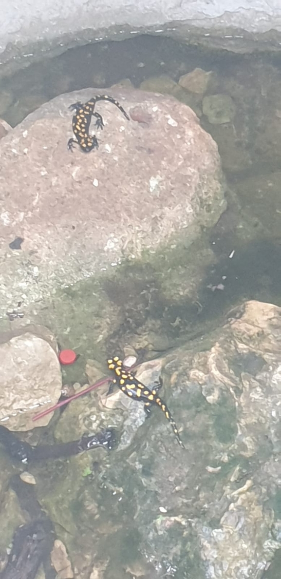 Salamandra infraimmaculata  photographed by אולגה ריבק 