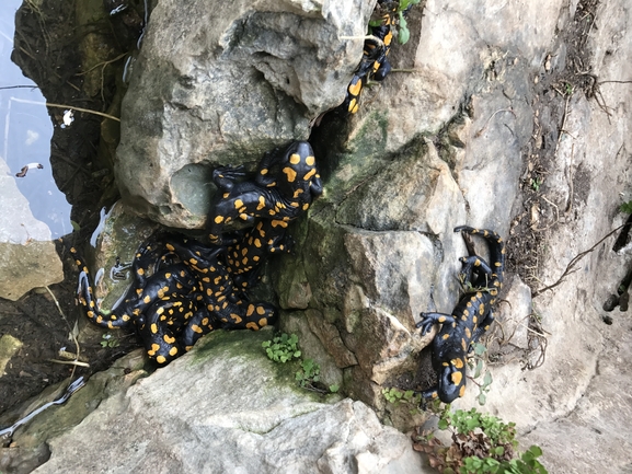 Salamandra infraimmaculata  