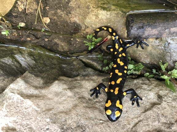 Salamandra infraimmaculata  