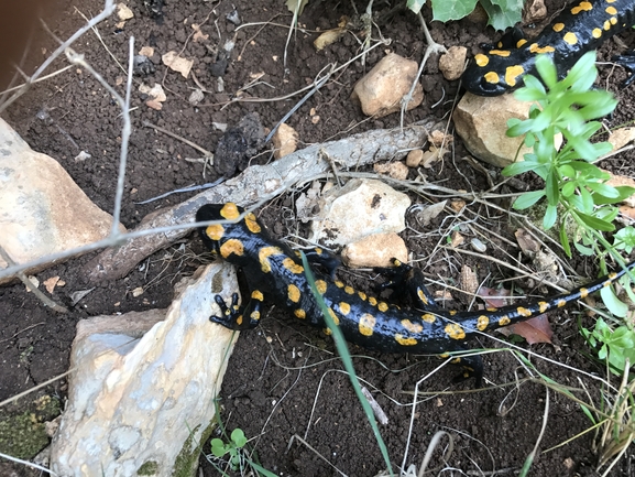 Salamandra infraimmaculata  