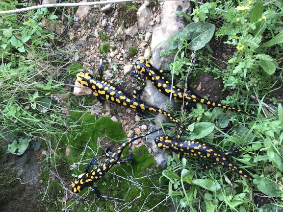 Salamandra infraimmaculata  