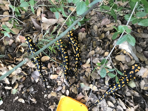 Salamandra infraimmaculata  