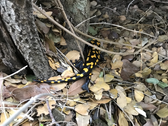 Salamandra infraimmaculata  