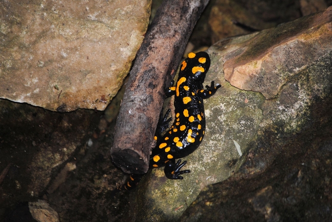 Salamandra infraimmaculata  