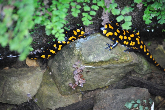 Salamandra infraimmaculata  