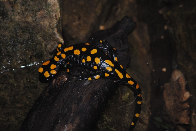 Salamandra infraimmaculata  