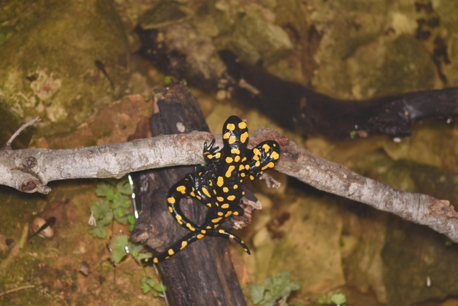 Salamandra infraimmaculata  