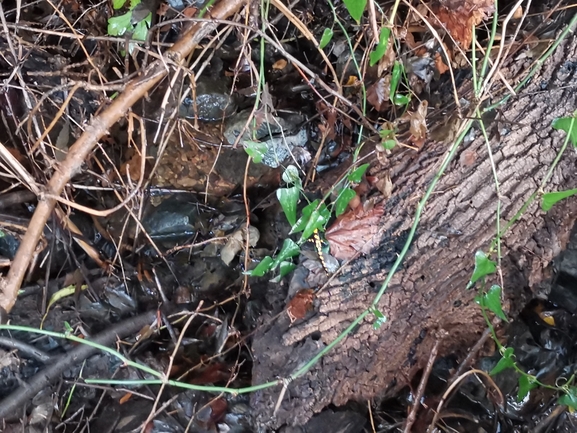 Salamandra infraimmaculata  photographed by צוות תל דן 