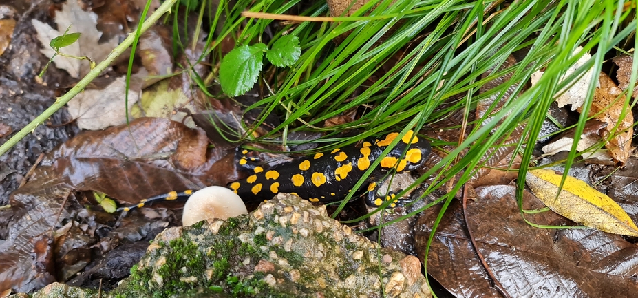 Salamandra infraimmaculata  photographed by עופר שנער 