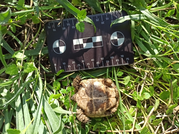 Testudo graeca  photographed by בעז שחם 