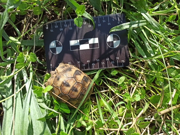 Testudo graeca  photographed by בעז שחם 