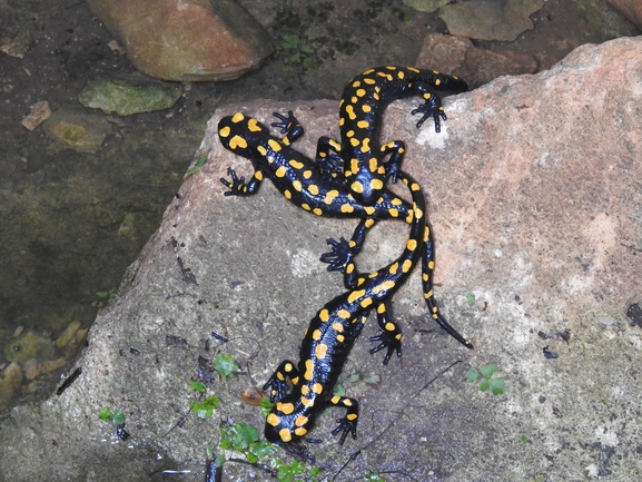 Salamandra infraimmaculata  