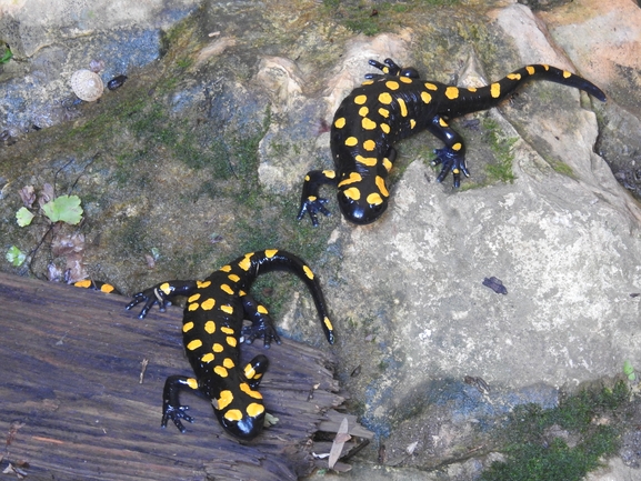 Salamandra infraimmaculata  