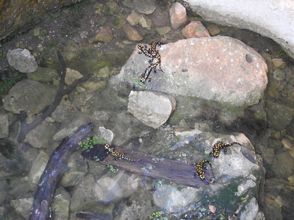 Salamandra infraimmaculata  