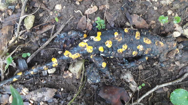 Salamandra infraimmaculata  photographed by אמיר פרלברג 