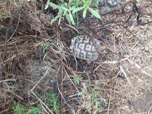 Testudo graeca  photographed by רמי יוספי 