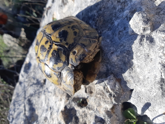 Testudo graeca  photographed by urio@npa.org.il 