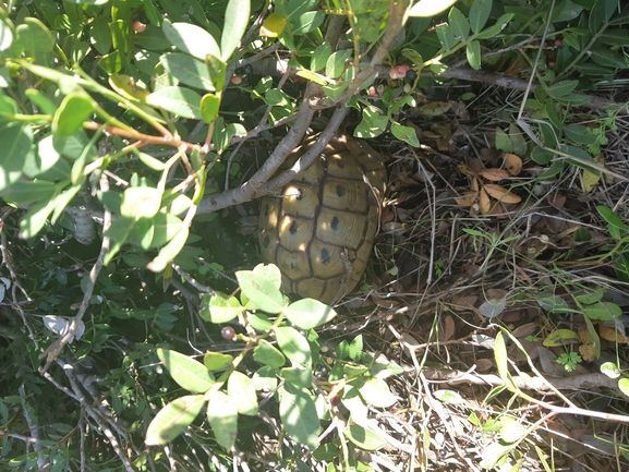 Testudo graeca  photographed by רמי יוספי 