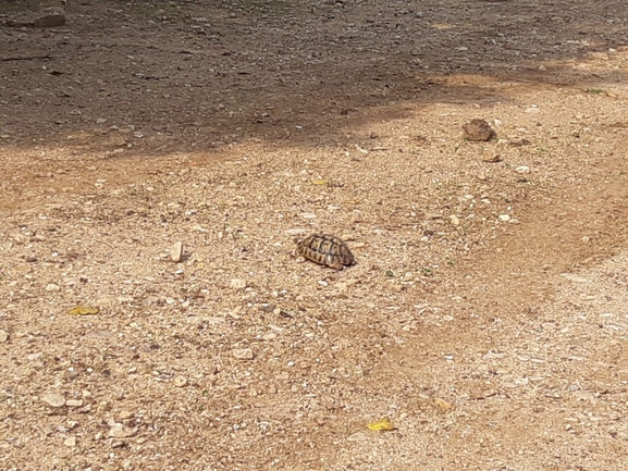 Testudo graeca  photographed by רמי יוספי 