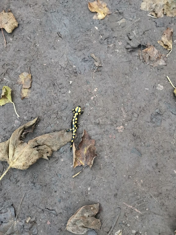 Salamandra infraimmaculata  photographed by אלה גיל 