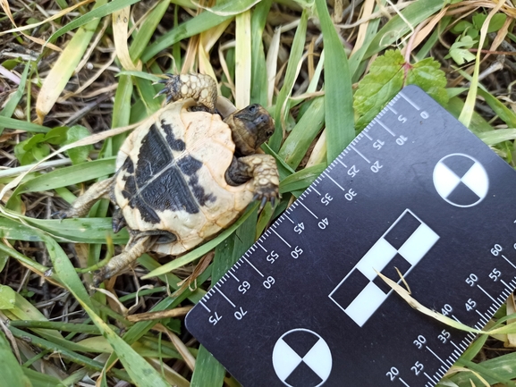 Testudo graeca  photographed by בעז שחם 