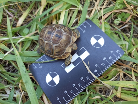 Testudo graeca  photographed by בעז שחם 