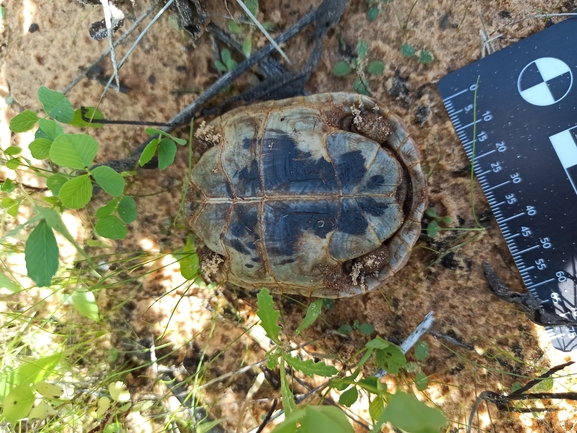 Testudo graeca  photographed by בעז שחם 