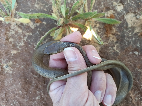 זעמן זיתני  צולם על ידי בעז שחם 