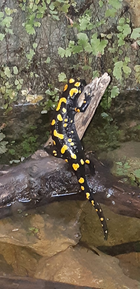 Salamandra infraimmaculata  