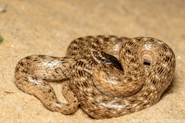 Macroprotodon cucullatus cucullatus  photographed by סיון מרדוק 