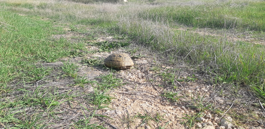 Testudo graeca  photographed by ליעד כהן 