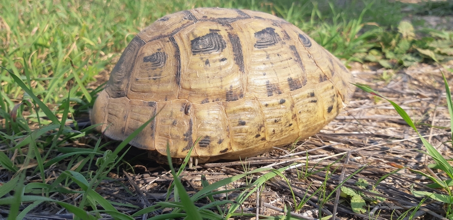 Testudo graeca  photographed by ליעד כהן 